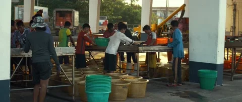 Sorting fish on the pier. Video stock 232361068