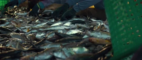 Sorting fish on the pier. Video stock 232361072