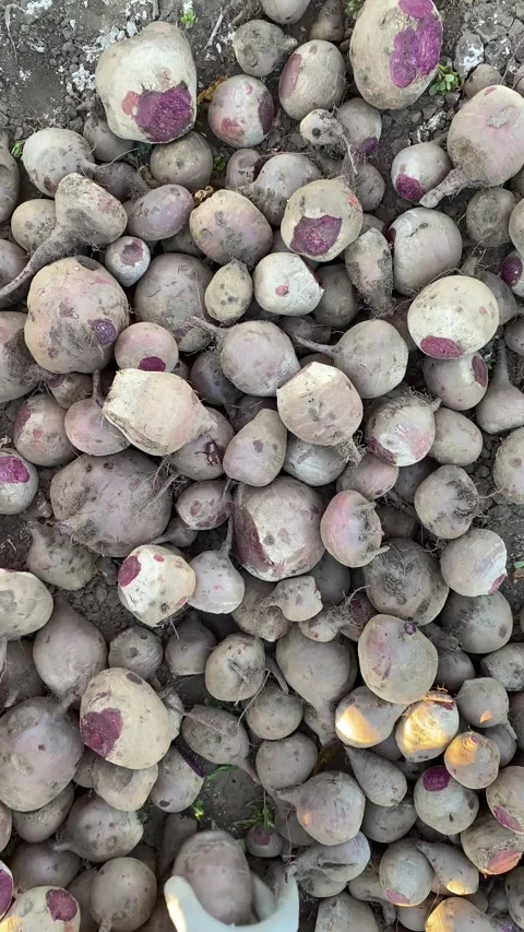 Sorting fresh beets by hand on pile Stock Footage 317847374