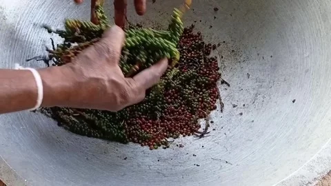 Sorting Fresh Green Pepper Spikes Hand Harvesting Video stock 340051361