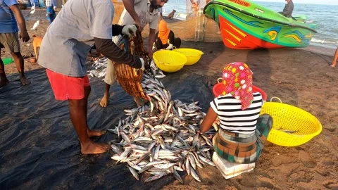Sorting freshly caught fish. Fish market in Negombo, Sri Lanka Stock Footage 130889295