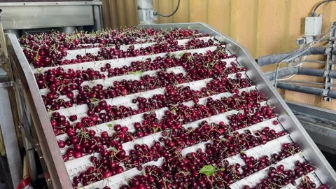 Sorting freshly harvested cherries, Central Otago, New Zealand. Stock Footage 342664408