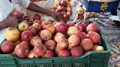 Sorting, grading apples in a box, farmers market, autumn harvest. Stock Footage 218235028