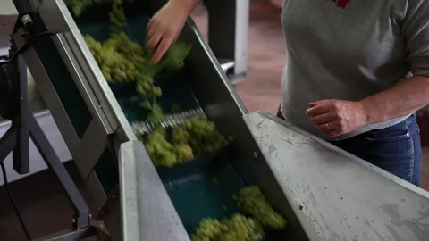 Sorting grapes Video stock 303137517