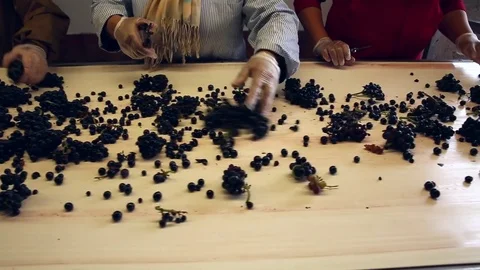 Sorting grapes on a treadmill Stock Footage 74663040