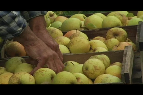 Sorting green apples close up Video stock 332716