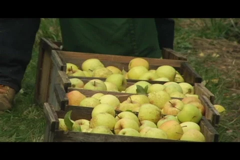 Sorting green apples Video stock 332719