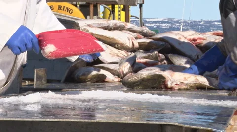 Sorting the Halibut #2 - 30p Stock Footage 1808061