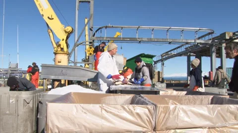 Sorting the Halibut Catch #1 -30p Stock Footage 1807204