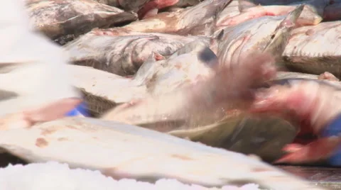 Sorting the Halibut Catch #3 close #1 30p Stock Footage 1807876