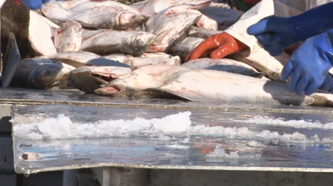 Sorting the Halibut Catch #4 close#2 - 30p 스톡 동영상 1807724