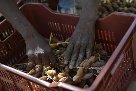 Sorting Harvested Dates in Tunisia Stock-Fotos