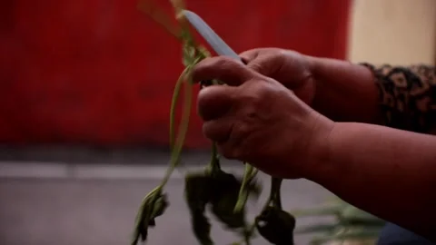 Sorting kangkong leaves to be processed as vegetables Stock Footage 255029906