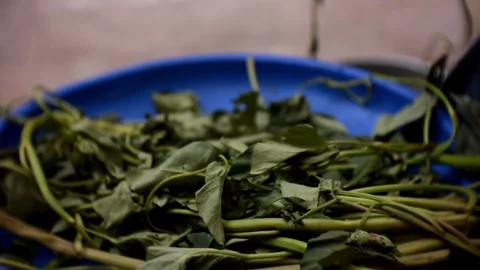 Sorting kangkong leaves to be processed as vegetables Stock Footage 255029908