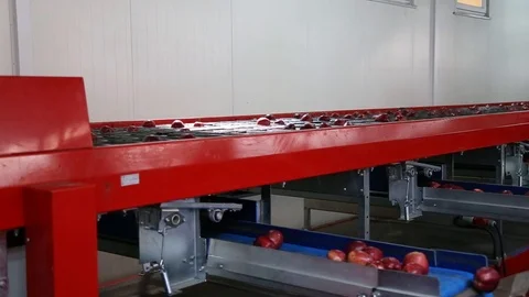 The sorting line sorts the apples. Stockbeeldmateriaal 109197467