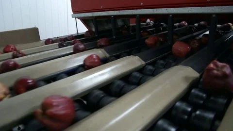 Sorting line takes pictures of apples. Apples calibration by taking pictures. Stockbeeldmateriaal 125670205
