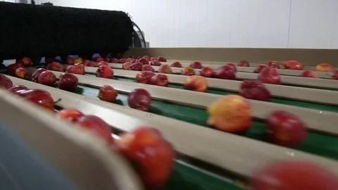 Sorting line takes pictures of apples. Apples calibration by taking pictures. 스톡 동영상 125670377