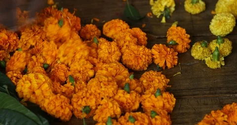 Sorting-margold-flowers Stock Footage 118736772