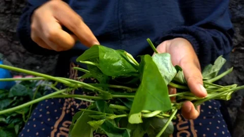 Sorting mbayung leaves Stock-Footage 250713084