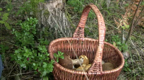 Sorting mushrooms in a forest 1 Stock Footage 237977