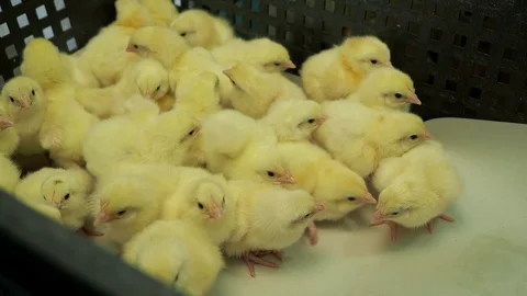 Sorting newborn fluffy broiler chickens from incubator to the container Stock-Footage 106197213