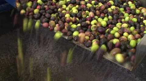 Sorting of olives in Provence Video stock 53338101