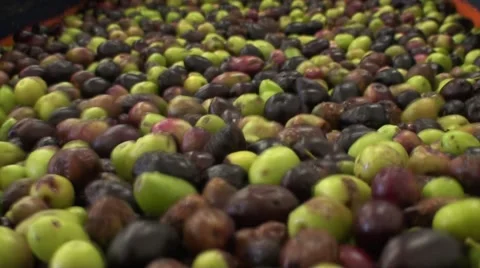 Sorting of olives in Provence Stock Footage 53338110