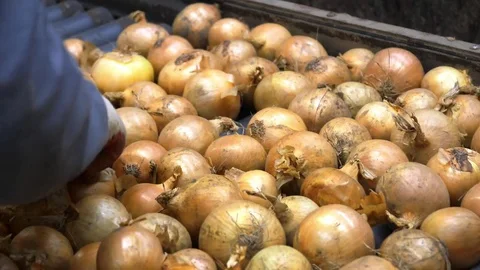 Sorting onion on the packing line in the wholesale Stock Footage 80987387