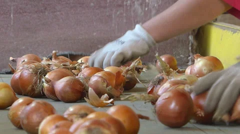 Sorting onion in warehouse Stock Footage 32370107