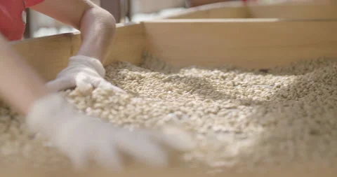 Sorting out the coffe beans 2 Stock Footage 152448011