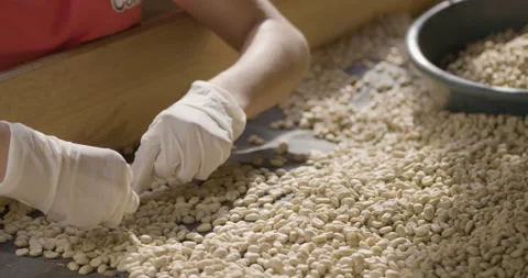 Sorting out the coffe beans 3 Stock Footage 152448042