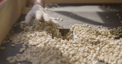 Sorting out the coffe beans Stock Footage 152447993