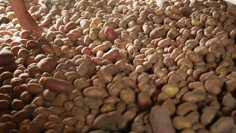 Sorting out the potatoes in cellar Stock Footage 79960708