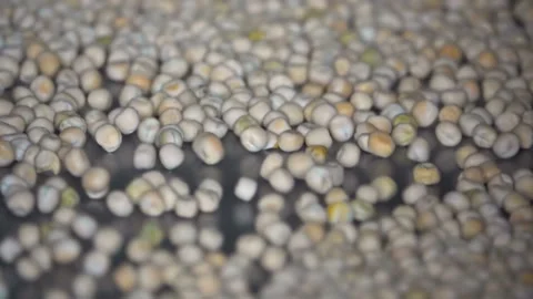 Sorting pea seed on the elevator Видео 102476012