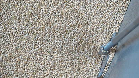Sorting pea seed on the elevator 스톡 동영상 102506643