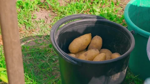 Sorting the potato harvest into different buckets. Freshly dug yellow potatoes Stock Footage 256868972