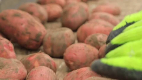 Sorting potatoes on a conveyor Video stock 141004143
