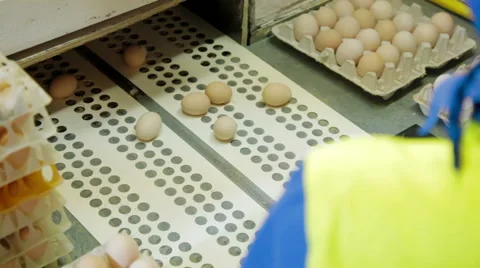 Sorting process eggs in a chicken farm Stock Footage 59982320