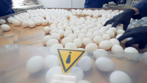 Sorting process at a poultry farm. People sort eggs, taking them from a tray to Stock Footage 96193754