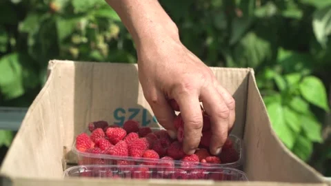 Sorting raspberries into boxes. Small agricultural business. Stock Footage 249890975