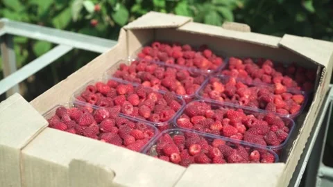 Sorting raspberries into boxes. Small agricultural business. Stock Footage 249891000