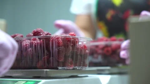 Sorting raspberries into boxes. Small agricultural business. Stock Footage 250092462