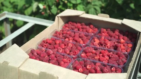 Sorting raspberries into boxes. Small agricultural business. Stock Footage 250092548