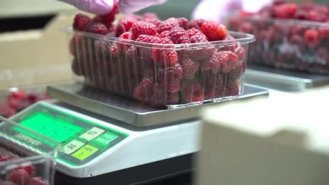 Sorting raspberries into boxes. Small agricultural business. close-up Stock Footage 250674247