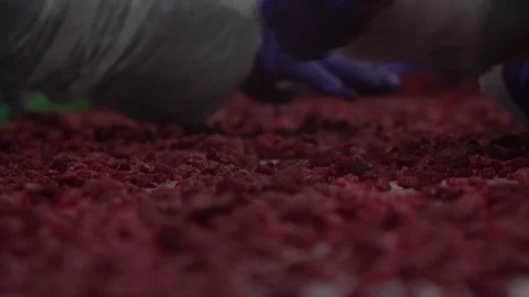 Sorting raspberries Stock Footage 114568297