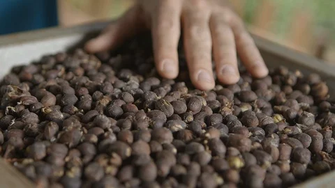 Sorting raw coffee beans Stock Footage 86375964