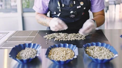 Sorting of raw coffee beans. Stock Footage 142280197