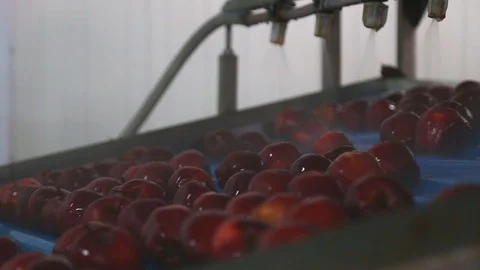 Sorting of red apples. The sorting line sorts the Red Chiff apple. Clean and Stock-Footage 128516064