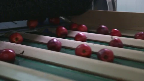Sorting of red apples. The sorting line sorts the Red Chiff apple. Clean and Stock-Footage 128516493