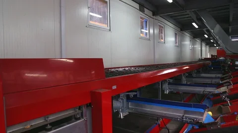 Sorting of red apples. The sorting line sorts the Red Chiff apple. Clean and Stock-Footage 128516731
